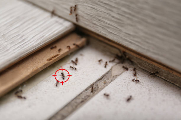 Best Local Pest Control Services  in Harlem Heights, FL